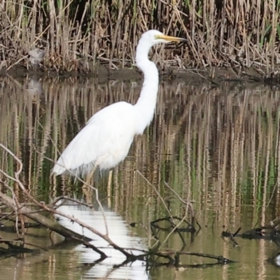 Ardea alba (Great Egret) at Wonga Wetlands - 1 Dec 2023 by KylieWaldon
