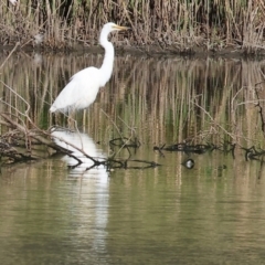 Ardea alba at Wonga Wetlands - 2 Dec 2023 07:13 AM