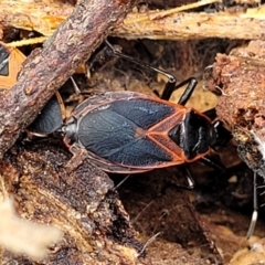 Dindymus circumcinctus (Bordered harlequin bug) at Kuringa Woodlands - 3 Dec 2023 by trevorpreston