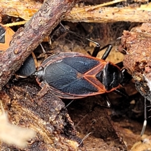 Dindymus circumcinctus at Kuringa Woodlands - 3 Dec 2023 12:45 PM