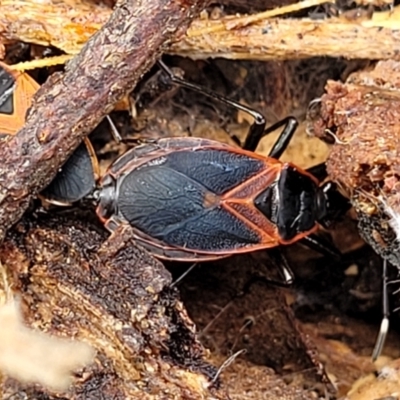 Dindymus circumcinctus (Bordered harlequin bug) at Spence, ACT - 3 Dec 2023 by trevorpreston