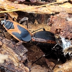 Dindymus circumcinctus at Kuringa Woodlands - 3 Dec 2023 12:45 PM