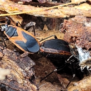 Dindymus circumcinctus at Kuringa Woodlands - 3 Dec 2023