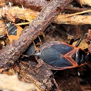 Dindymus circumcinctus at Kuringa Woodlands - 3 Dec 2023 12:45 PM