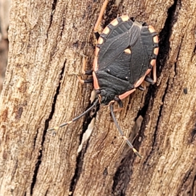 Diemenia rubromarginata (Pink-margined bug) at Kuringa Woodlands - 3 Dec 2023 by trevorpreston