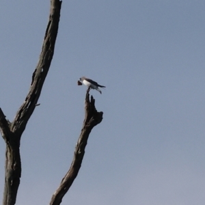 Artamus leucorynchus at Wonga Wetlands - 2 Dec 2023 07:16 AM