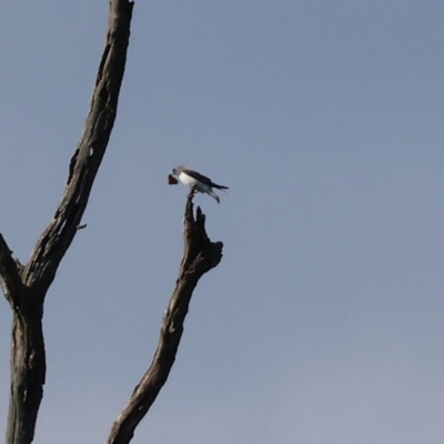 Artamus leucorynchus (White-breasted Woodswallow) at Wonga Wetlands - 2 Dec 2023 by KylieWaldon