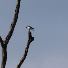 Artamus leucorynchus (White-breasted Woodswallow) at Splitters Creek, NSW - 1 Dec 2023 by KylieWaldon