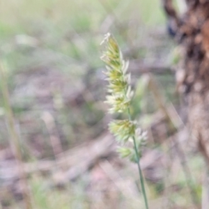 Dactylis glomerata at Kuringa Woodlands - 3 Dec 2023