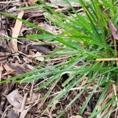 Dactylis glomerata at Kuringa Woodlands - 3 Dec 2023