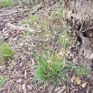 Dactylis glomerata at Kuringa Woodlands - 3 Dec 2023