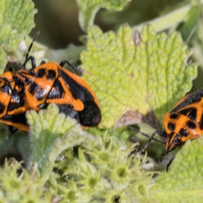 Agonoscelis rutila (Horehound bug) at Belconnen, ACT - 2 Dec 2023 by AlisonMilton