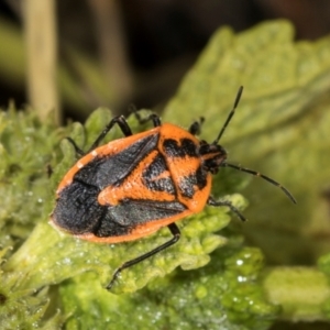 Agonoscelis rutila at Mount Painter - 3 Dec 2023