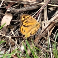 Heteronympha merope (Common Brown Butterfly) at Kuringa Woodlands - 3 Dec 2023 by trevorpreston