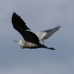 Egretta novaehollandiae (White-faced Heron) at Albury - 1 Dec 2023 by KylieWaldon