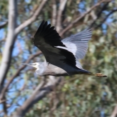 Egretta novaehollandiae at Albury - 2 Dec 2023 07:21 AM