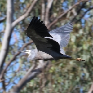 Egretta novaehollandiae at Albury - 2 Dec 2023