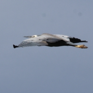 Egretta novaehollandiae at Albury - 2 Dec 2023 07:21 AM