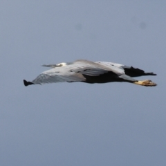 Egretta novaehollandiae at Albury - 2 Dec 2023
