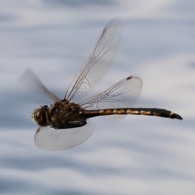 Hemicordulia tau (Tau Emerald) at Wonga Wetlands - 2 Dec 2023 by KylieWaldon