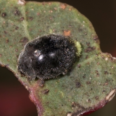 Coccinellidae (family) (Unidentified lady beetle) at Belconnen, ACT - 3 Dec 2023 by AlisonMilton