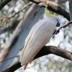 Cacatua galerita (Sulphur-crested Cockatoo) at Wonga Wetlands - 1 Dec 2023 by KylieWaldon