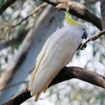 Cacatua galerita (Sulphur-crested Cockatoo) at Splitters Creek, NSW - 1 Dec 2023 by KylieWaldon