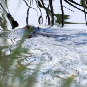 Hydromys chrysogaster at Wonga Wetlands - 2 Dec 2023
