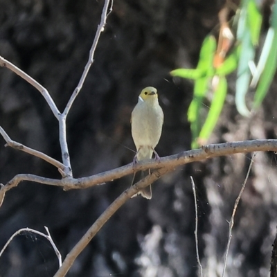 Ptilotula penicillata (White-plumed Honeyeater) at Albury - 1 Dec 2023 by KylieWaldon