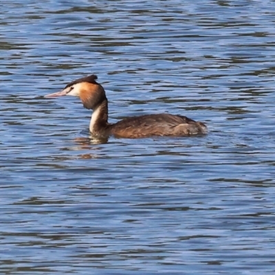 Podiceps cristatus (Great Crested Grebe) at Splitters Creek, NSW - 1 Dec 2023 by KylieWaldon