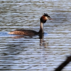 Podiceps cristatus at Albury - 2 Dec 2023 07:44 AM