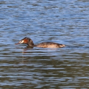 Podiceps cristatus at Albury - 2 Dec 2023