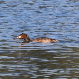 Podiceps cristatus at Albury - 2 Dec 2023 07:44 AM
