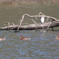 Aythya australis (Hardhead) at Albury - 1 Dec 2023 by KylieWaldon