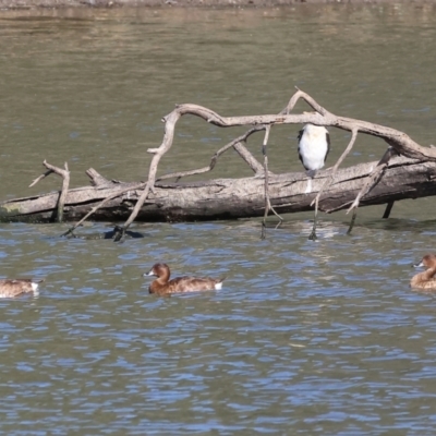 Aythya australis (Hardhead) at Albury - 1 Dec 2023 by KylieWaldon