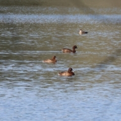 Aythya australis at Wonga Wetlands - 2 Dec 2023 07:43 AM