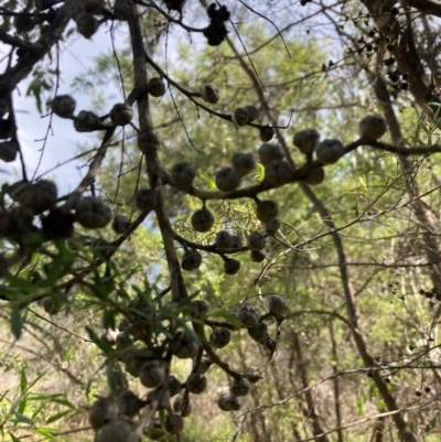 Leptospermum polygalifolium subsp. polygalifolium (Yellow Teatree) at Flea Bog Flat, Bruce - 3 Dec 2023 by lyndallh