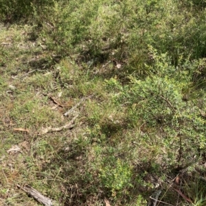 Leptospermum polygalifolium subsp. polygalifolium at Flea Bog Flat, Bruce - 3 Dec 2023