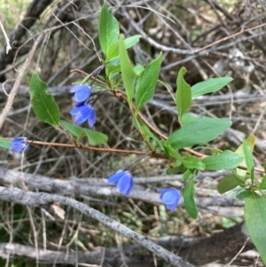 Billardiera heterophylla at Bruce, ACT - 3 Dec 2023