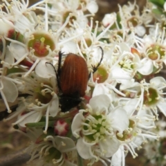 Phyllotocus rufipennis (Nectar scarab) at Denman Prospect, ACT - 1 Dec 2023 by Christine