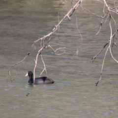 Fulica atra (Eurasian Coot) at Albury - 1 Dec 2023 by KylieWaldon