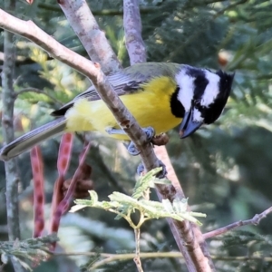 Falcunculus frontatus at Wonga Wetlands - 2 Dec 2023