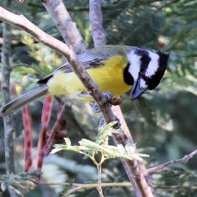 Falcunculus frontatus (Eastern Shrike-tit) at Wonga Wetlands - 1 Dec 2023 by KylieWaldon