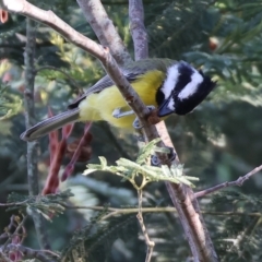 Falcunculus frontatus at Wonga Wetlands - 2 Dec 2023