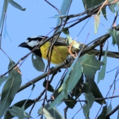 Falcunculus frontatus at Wonga Wetlands - 2 Dec 2023 08:01 AM