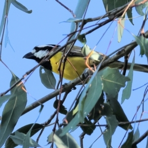 Falcunculus frontatus at Wonga Wetlands - 2 Dec 2023 08:01 AM