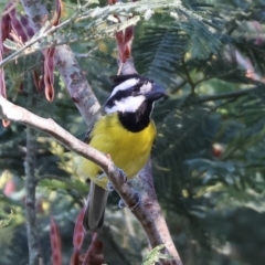 Falcunculus frontatus at Wonga Wetlands - 2 Dec 2023