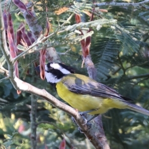 Falcunculus frontatus at Wonga Wetlands - 2 Dec 2023 08:01 AM