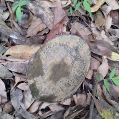 Chelodina longicollis (Eastern Long-necked Turtle) at Beaumont, NSW - 3 Dec 2023 by Baronia