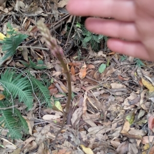 Dipodium sp. at Beaumont, NSW - suppressed